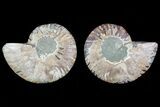 Cut & Polished Ammonite Fossil - Agatized #78387-1